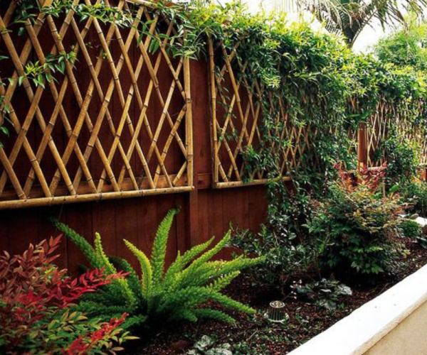 Taman berpagar bambu dengan tanaman merambat